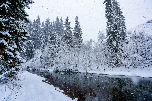 Winter river landscape with snow-covered fir trees