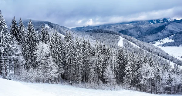 Lyžařský svah s zasněžené stromy — Stock fotografie