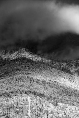 Kış manzara karlı ormandaki siyah ve beyaz