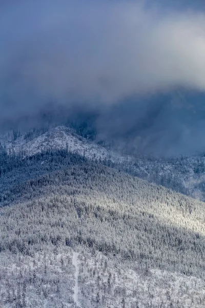 Paysage hivernal givré dans une forêt enneigée — Photo