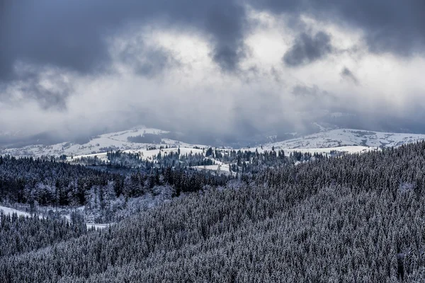 Зимові дерева в горах вкриті свіжим снігом — стокове фото