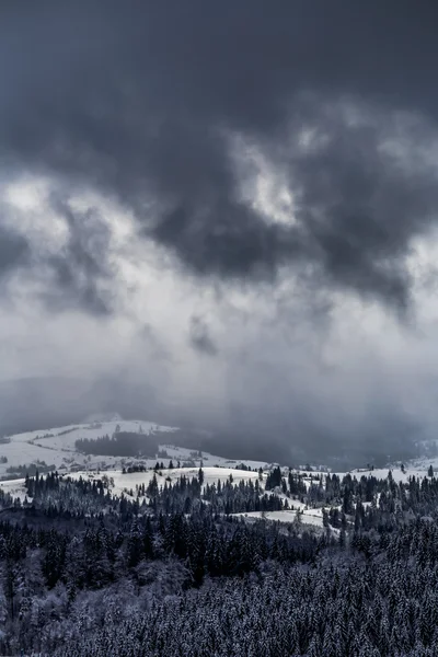 Conifères enneigés en montagne — Photo