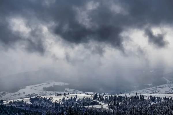 Сніг вкрив ялинки на схилі гори — стокове фото