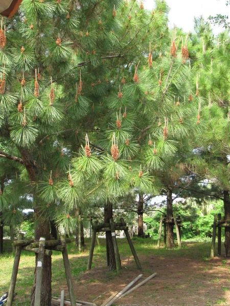 Japans — Stockfoto