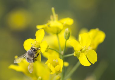 Kanola bitki üzerinde çalışma arı.