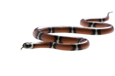 Sinaloan süt yılan beyaz arka plan üzerinde