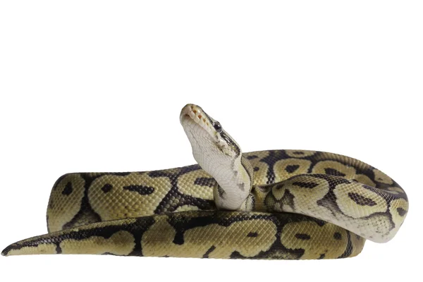 Python regius aislado sobre fondo blanco . — Foto de Stock