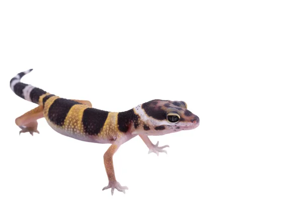 Gecko-leopardo Eublepharis macularius isolado — Fotografia de Stock