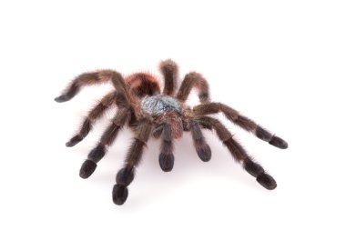 Avicularia Versicolor, Tarantula, izole