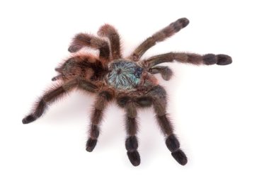 Avicularia Versicolor, Tarantula, izole
