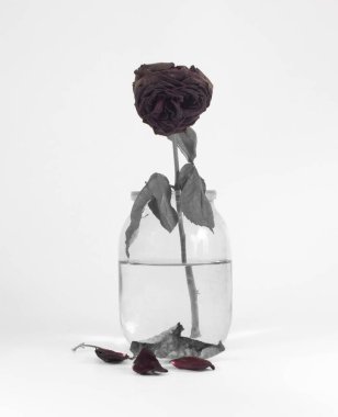 Gül miskin, şımarık, zehirli kestane kırmızısı. Aşkın sonu. aşktı. Ölü çiçek. Ölü gül. Gevşek çiçek. kayıp aşk sembolü