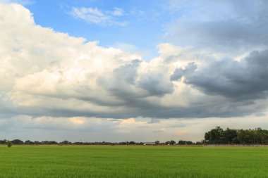 Gökyüzü ile pirinç tarlası