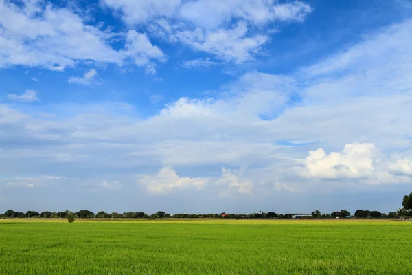 Campo di riso con cielo — Foto Stock