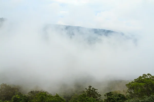 Ormanda sis — Stok fotoğraf