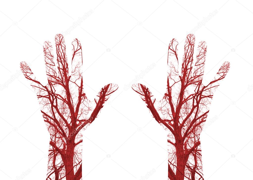 Human Blood Vessels