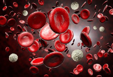 Kırmızı ve Beyaz Kan Hücreleri
