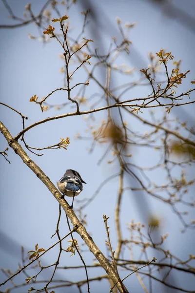 Blue Jay Primavera temprana — Foto de Stock