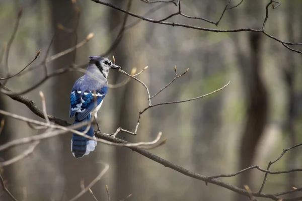 Blue Jay Early Spring — Stock Photo, Image
