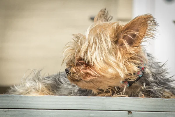 Portret Yorkshire terrier — Zdjęcie stockowe