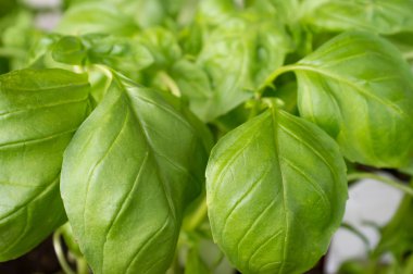 Fesleğen Closeup bitkiler