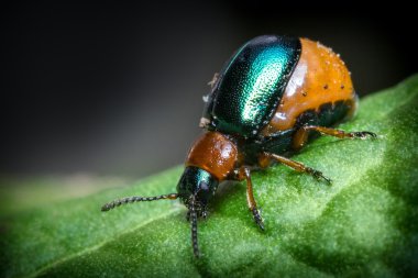 Shiny Leaf Beetle clipart
