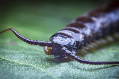 Cryptopid kırkayak Theatops californiensis