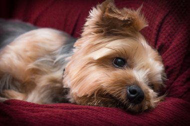 Yorkshire Terrier rahatlatıcı