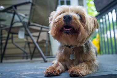 Yorkshire Terrier güverte
