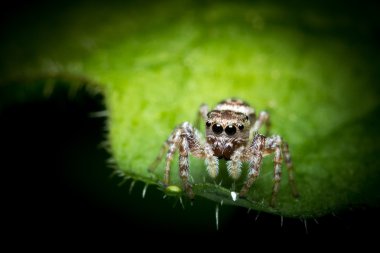 örümcek makro atlama