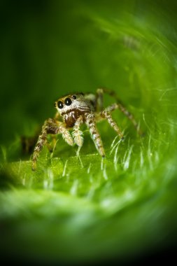 örümcek makro atlama