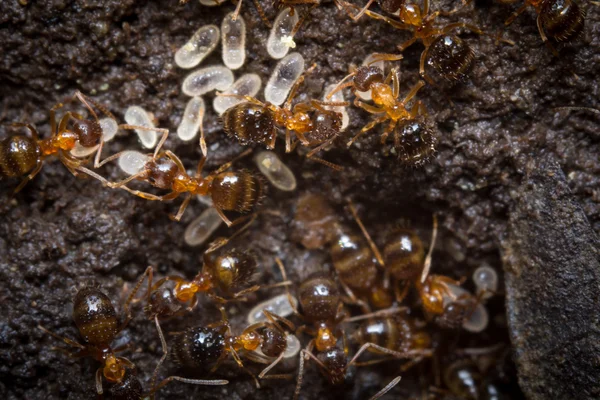 Rode mieren eieren — Stockfoto