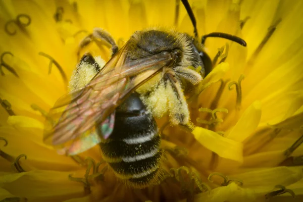 Makro pot Bee — Stock fotografie