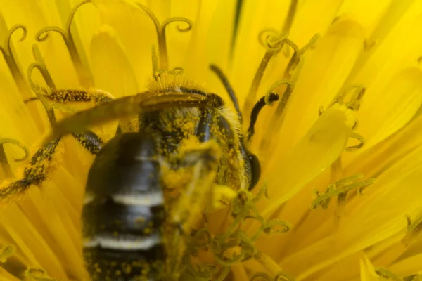 Makro ter arı — Stok fotoğraf