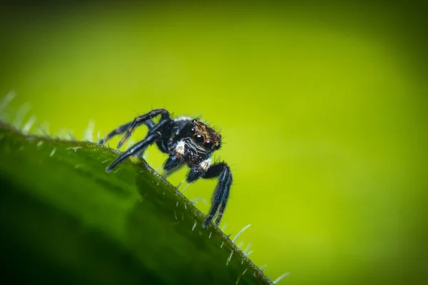 Springspinnen-Makro — Stockfoto