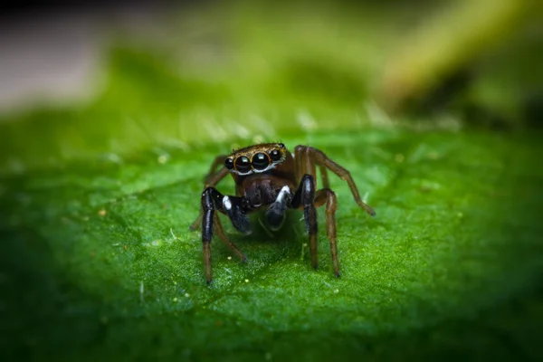 Jumping αράχνη μακροεντολή — Φωτογραφία Αρχείου