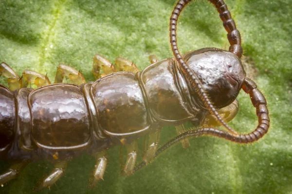 Ciempiés Criptópico Theatops californiensis — Foto de Stock