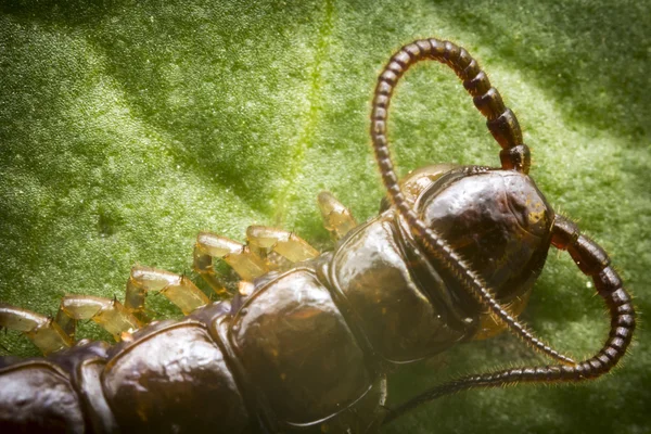 Cryptopid Centipede Theatops californiensis — Stockfoto