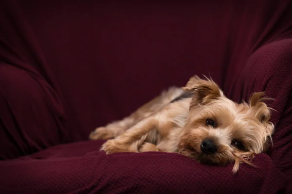 Yorkshire Terrier relaksujący — Zdjęcie stockowe