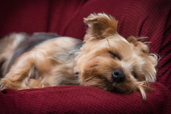 Yorkshire Terrier odpoczynku — Zdjęcie stockowe