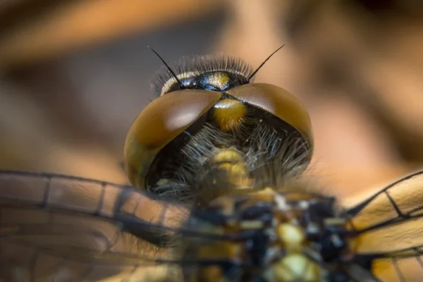 Μακροεντολή Dragonfly μάτια — Φωτογραφία Αρχείου