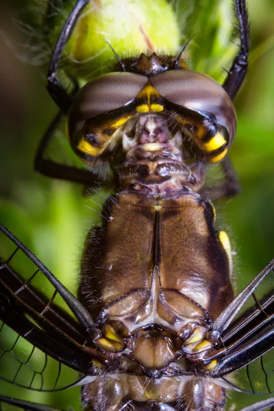 Makro Dragonfly oči — Stock fotografie