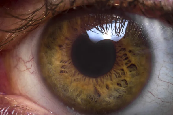 Closeup macro globo ocular — Fotografia de Stock