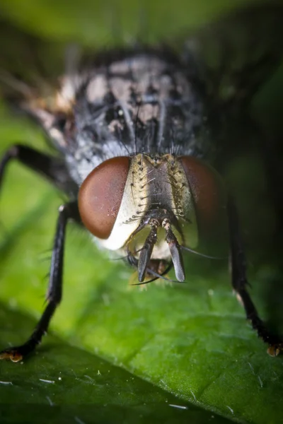 Moucha domácí Diptera larvy — Stock fotografie