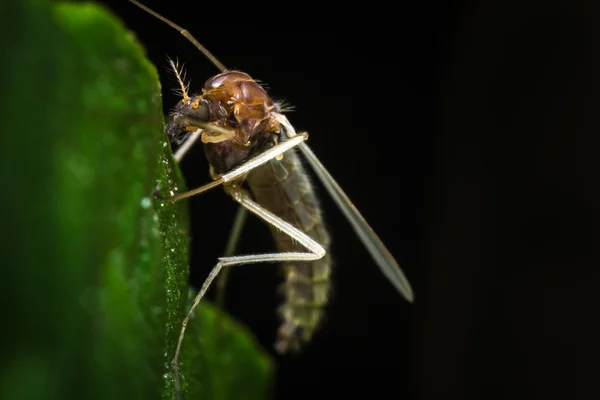 Mosquito de la mosca de arena —  Fotos de Stock
