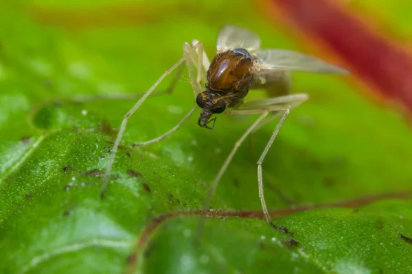 Sand fluga Gnat — Stockfoto