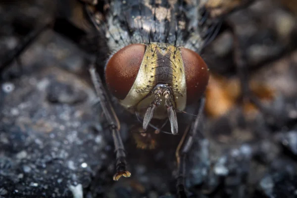 Diptera Brachycera Casa Vola — Foto Stock