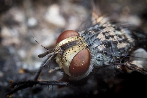 Moucha domácí Diptera larvy — Stock fotografie