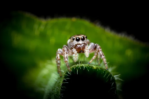 Hoppande spindel makro — Stockfoto