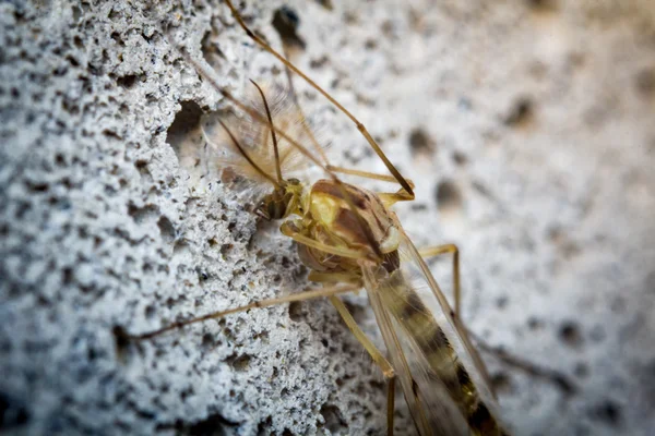 Sand Fly Gnat