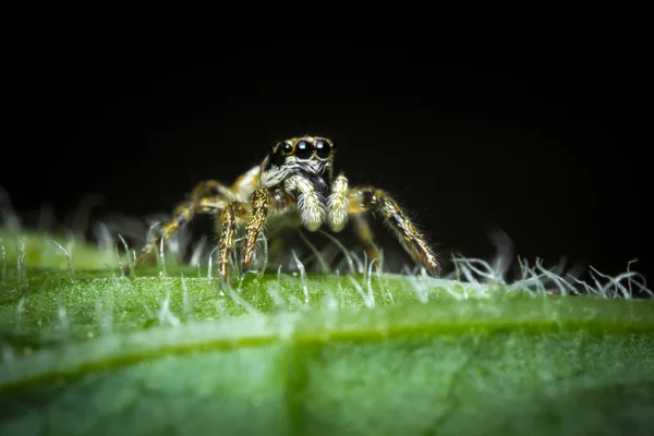 Saltar macro araña — Foto de Stock